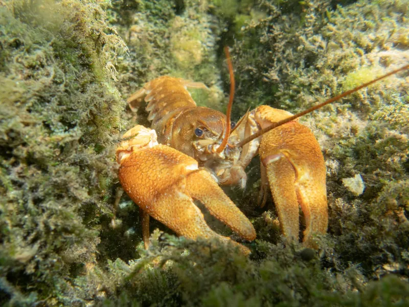 Claws of Destruction: America's Freshwater Assassins Rewrite Britain's River Ecology