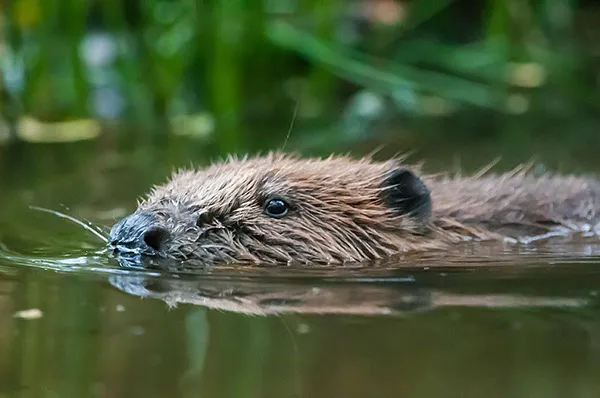 Devon Beaver Project