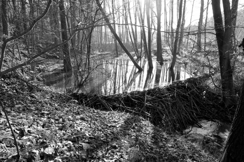 Nature's Architects Return: The Beaver Revolution Transforming Britain's Waterways