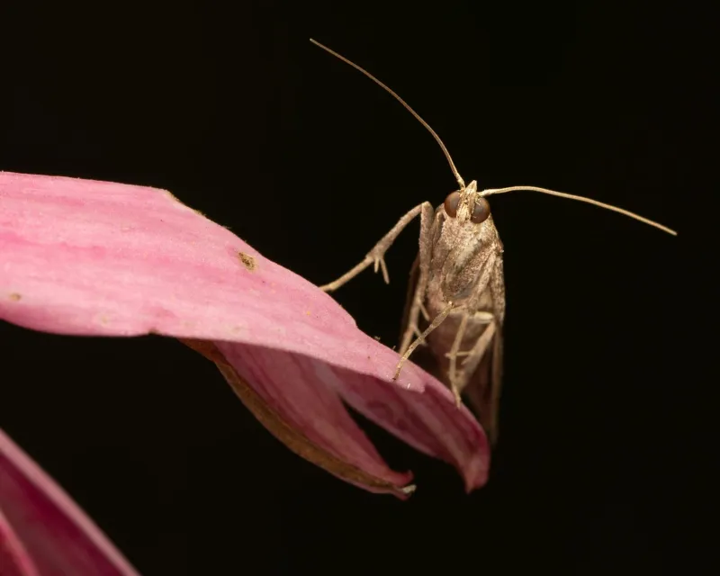 Britain's Forgotten Pollinators: The Silent Catastrophe Destroying Our Night-Shift Workers