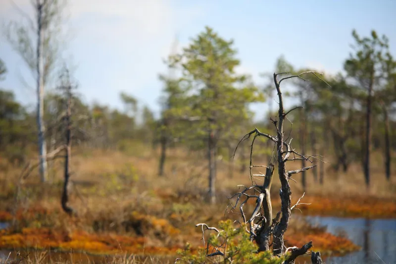Britain's Hidden Carbon Vaults: How Ancient Peat Bogs Could Save Our Climate Future