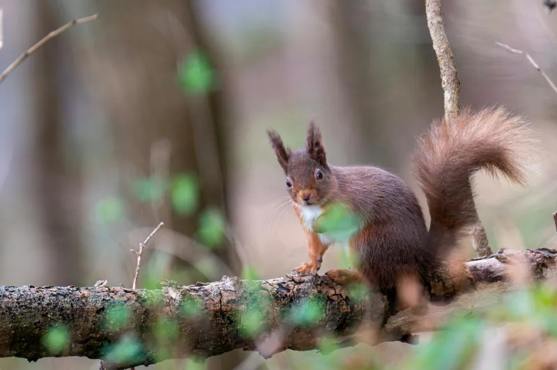 The Last Stand: Britain's Red Squirrel Fortress Crumbles Despite Our Best Efforts