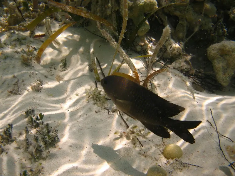 Britain's Blue Carbon Revolution: The Underwater Meadows Rewriting Our Climate Story
