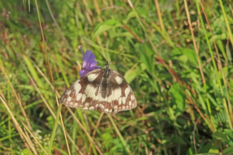 Britain's Ecological Collapse: The Meadow Crisis Driving Our Insect Extinction