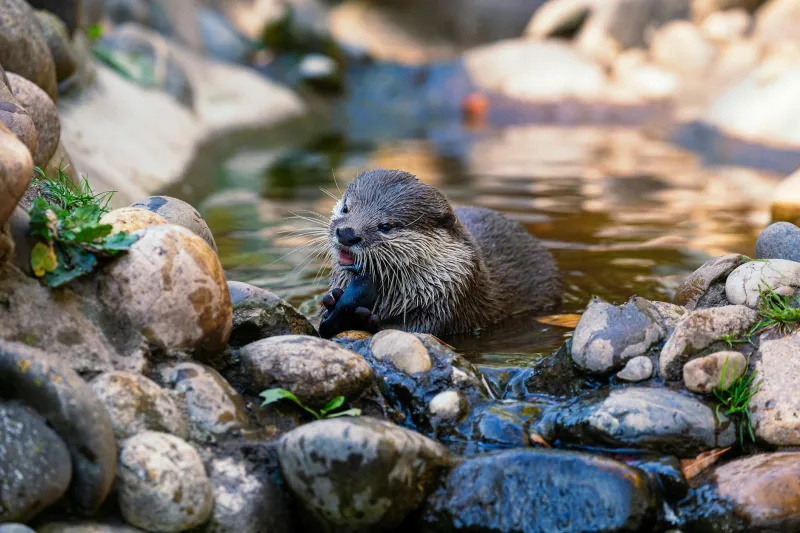 Britain's Freshwater Paradox: The Unexpected Decline of Our River Otter Renaissance