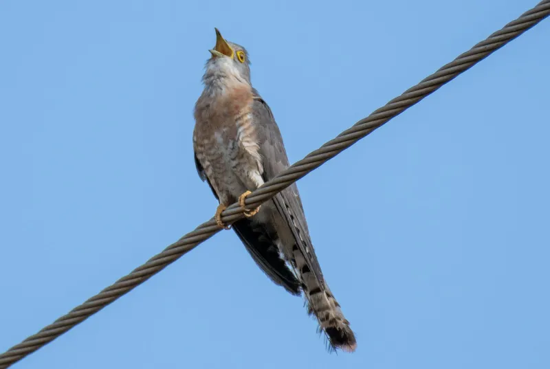 Britain's Lost Song: How Climate Crisis Silenced the Cuckoo's Ancient Call