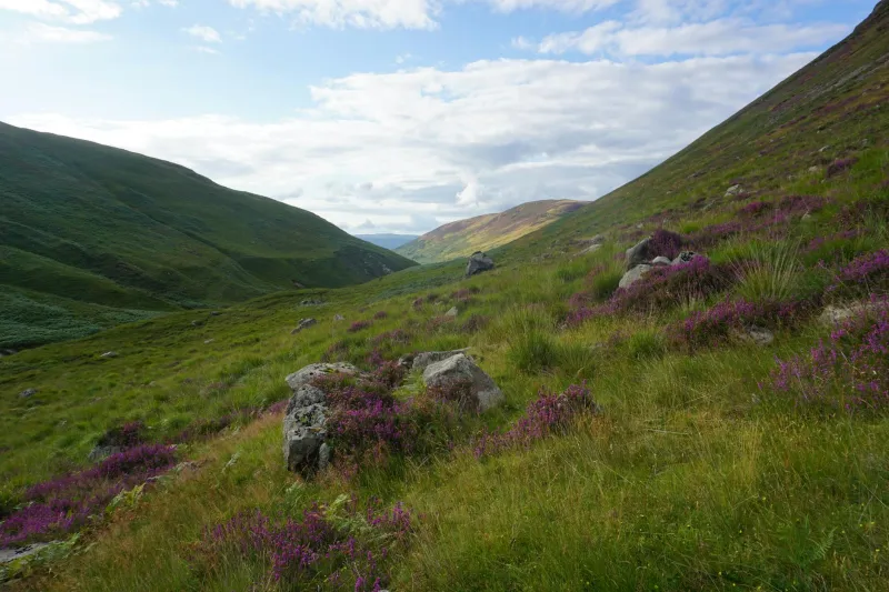 Britain's Mountain Sponges: Why Vanishing Blanket Bogs Spell Disaster for Valley Communities