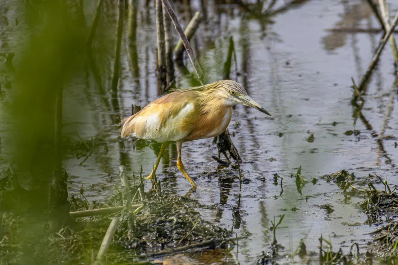 Britain's Phantom Birds: The Bittern's Precarious Recovery Exposes Wetland Vulnerability