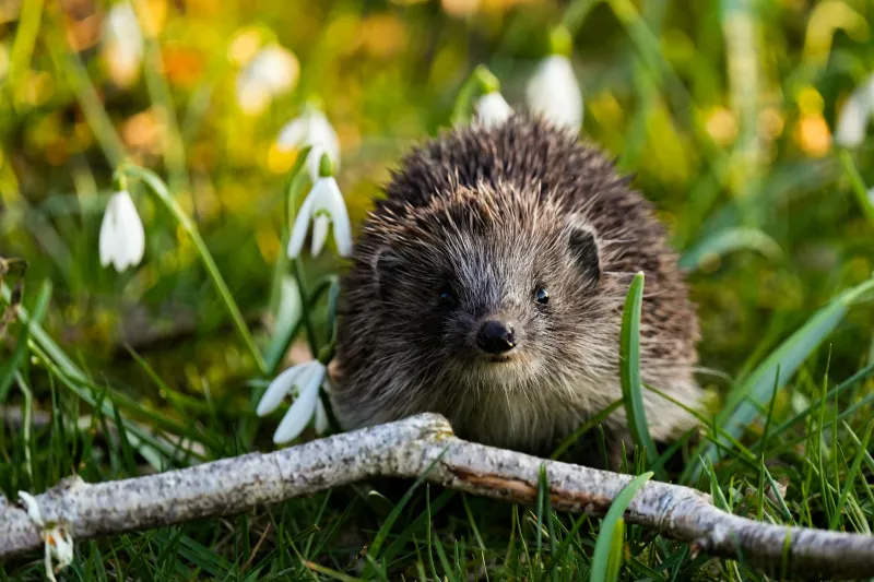 Britain's Spiny Sentinels: Unraveling the Ecological Catastrophe Behind Our Hedgehog Crisis