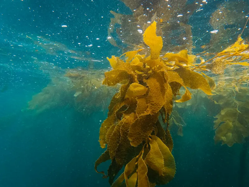 Britain's Vanishing Underwater Rainforests: The Kelp Forest Crisis Redefining Our Coastal Seas