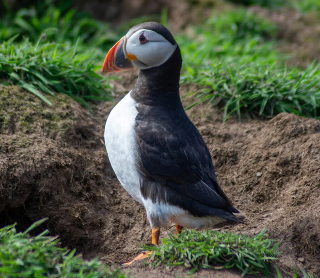 Skomer Island