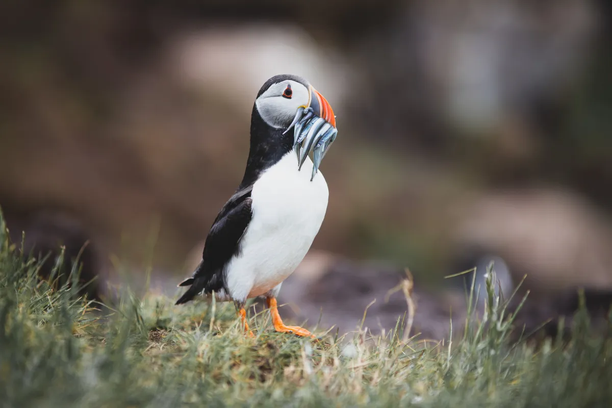 Farne Islands