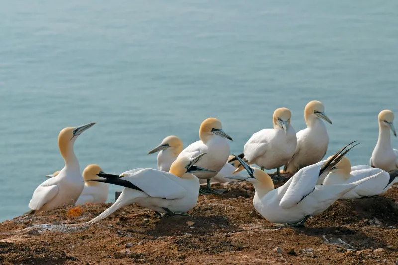 Cliff Edge Crisis: Britain's Seabird Cities Crumble as Ocean Warming Triggers Colony Collapse