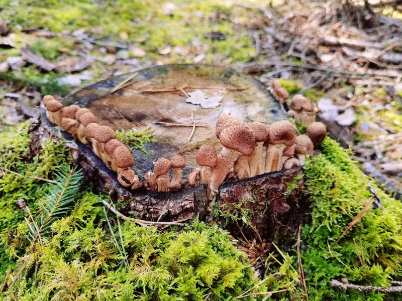 The Emerald Apocalypse: Britain's Ancient Ash Woodlands Face Unprecedented Fungal Devastation
