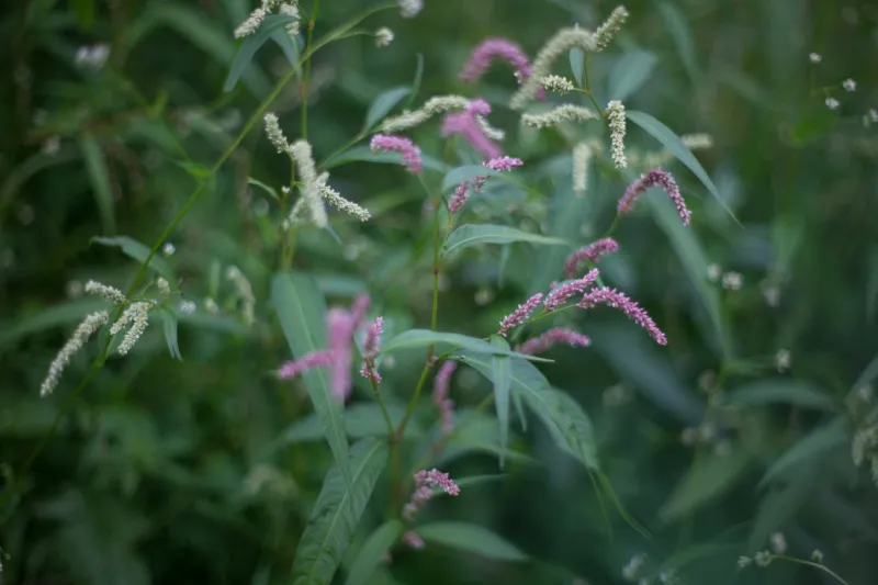 Beneath Britain's Soil: The £166 Million Invasion Reshaping Our Native Landscapes