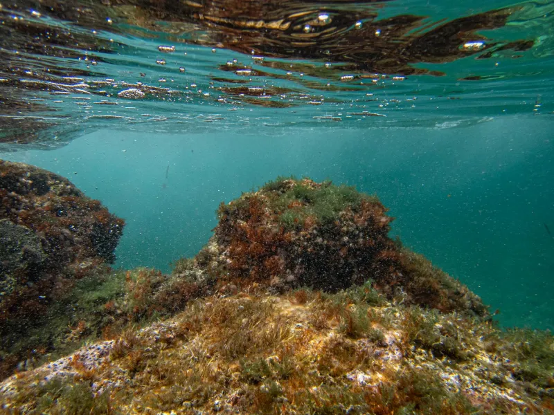 Blue Gold or Green Mirage? The Corporate Invasion of Britain's Seagrass Meadows