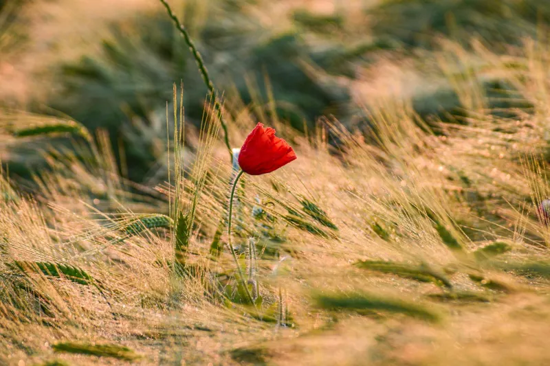 The Wildflower Resurrection: Britain's Lost Arable Species Return From the Brink