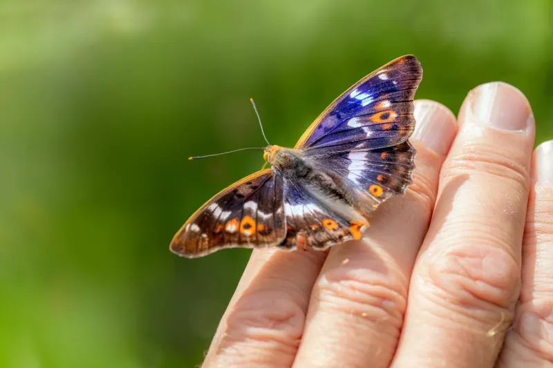 Wings of Change: How Warming Britain Is Becoming a Butterfly Frontier